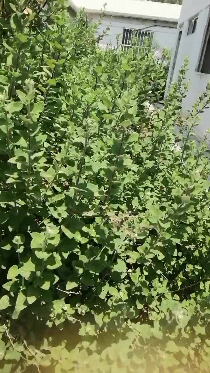 Marga9012: 埃尔蒙特的办公室。