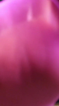 Shiny Pink Pantyhose Worship