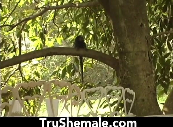 Tru Shemale: Apaixonado anal ao ar livre com linda loira transsexual Juliana...