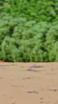 Regarde Ce Que J’ai Filmé Sur La Plage