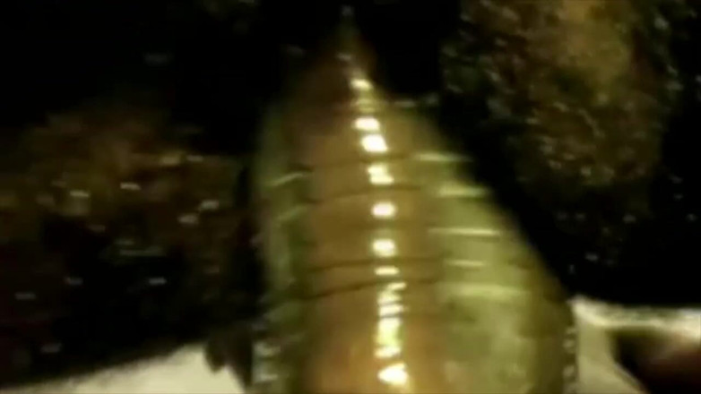 Black fuckers with big cock: Це Андреа, домінуючий чорний лох