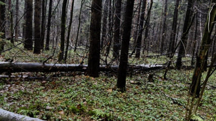 BarbaraXO: Outdoor blowjob and deepthroat in in the forest