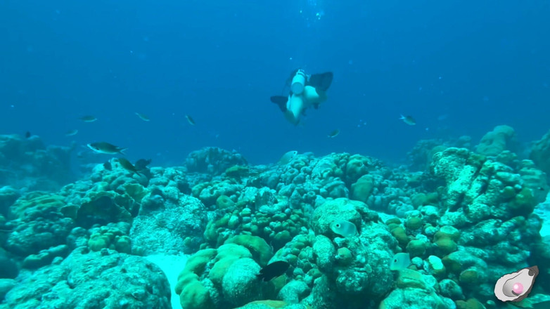 Mistress Pink Pearl: O samotě v Bonaire