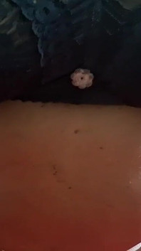 Video romantik MILF Asia yang bertetek besar