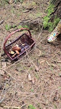 Sesso Rischioso Nella Foresta - Pompino, Sesso Bollente E Orgasmo Esplosivo
