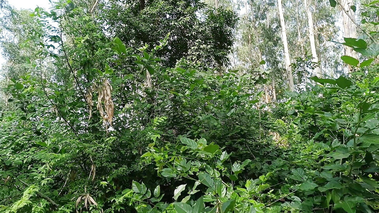 Asha Devi: Kayınbiraderi baldızını ormana götürdü ve onu çok sikti