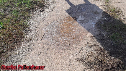 Sandra Falkenhauer: Menikmati di ladang