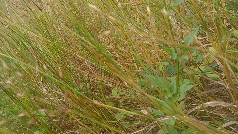 Sano lado: Nepali Open Outdoor Soltni Doggy Styal Sex Video
