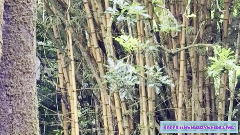 Suzy Wylde: Sfw 在毛伊岛怀莫库瀑布的 Suzy Wylde 到 hana 的 Sfw 公路旅行