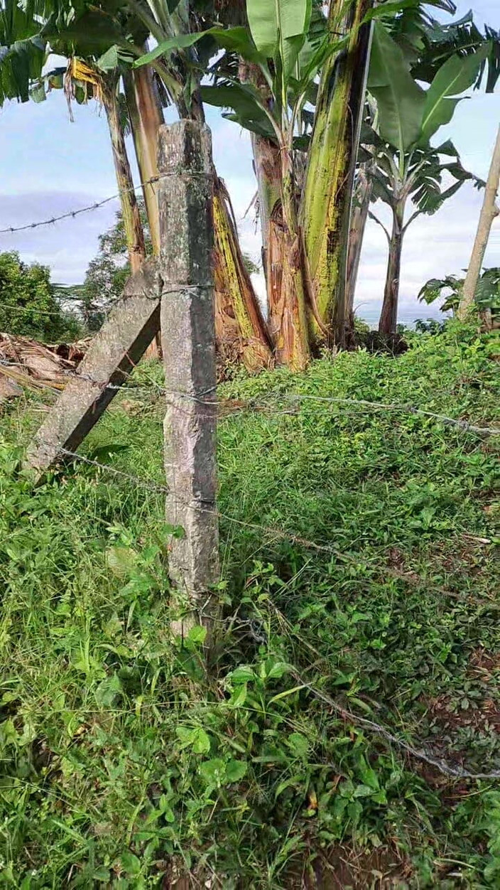 Valera Toro: 숲속의 뜨거운 정액 폭발