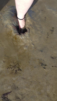 Kurzer Test Im Watt Am Strand Von Horumersiel
