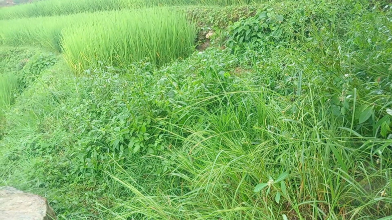 Sano lado: Nepali Jungle Vloge Sali Vena Sex Video