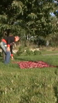 Ellis es una joven zorra morena que le encanta tener sexo al aire libre con su novio