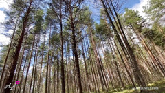 Alisa Lovely: Tvrdě mě ošukal během cesty přímo v autě venku