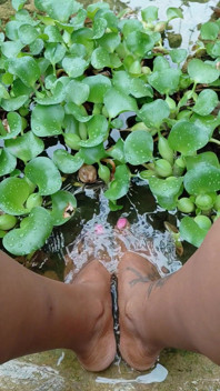 Chilling by the Water Lillies