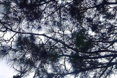 Gangbang straight: Omaggio di piscio sul campo enorme cazzo indiano