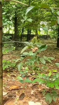 Żona domu na wakacjach, chodzenie nago w dżungli. Odsłaniając jej seksowną dupę i duże cycki
