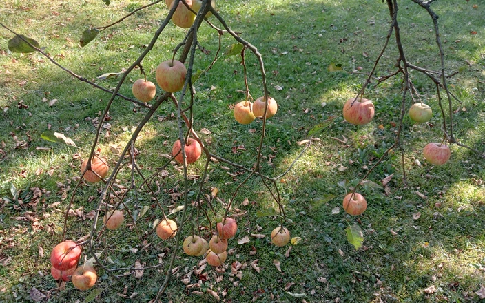 Dodged: Velký Egypťanka