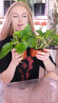植え替え中におしっこをする
