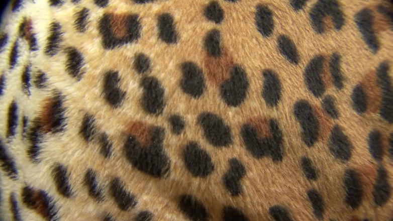 Africans Orgasm: Schwarze milf mit einer wirklich nassen muschi wird von einem...