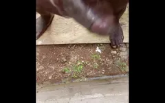 Huge Black Creamy Monster BBC Getting Worked
