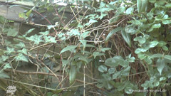 Miley Weasel: La cagna bionda perfetta si è scopata nel culo !!