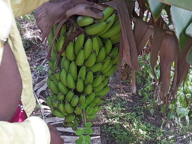 Indian Beautiful Shemale - Shemale and Shemale Boyfrends Have Sex in Banana Garden - Desi Movies in Hindi (Indian Hijraji)