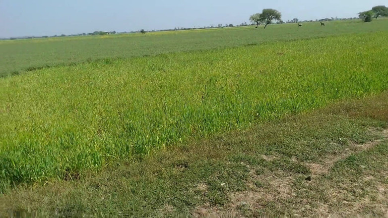 AKXpro: Teman Didi nyepong kontolnya di ladang, mulut pacar dientot, gadis...
