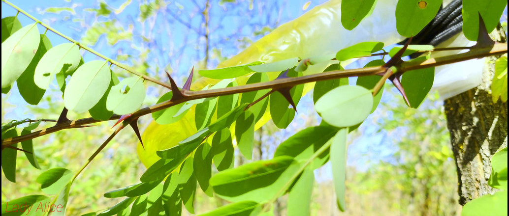 Mesmeriza: Подборка леди Alice бесконечные дикие страсти (завораживает версия)