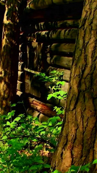 Een heet en transgressief stel houdt van neuken en genieten in het bos