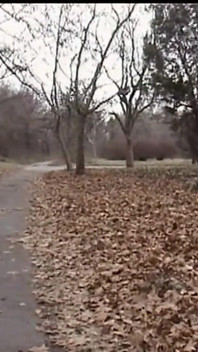 Fată înfometată de pulă este futută în parc în public