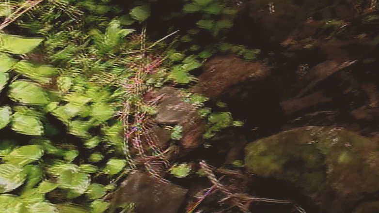 SEXUAL SIN GAY: Scéna z gay islandu - 2_two svalnatí gayové tvrdě šukají v džungli