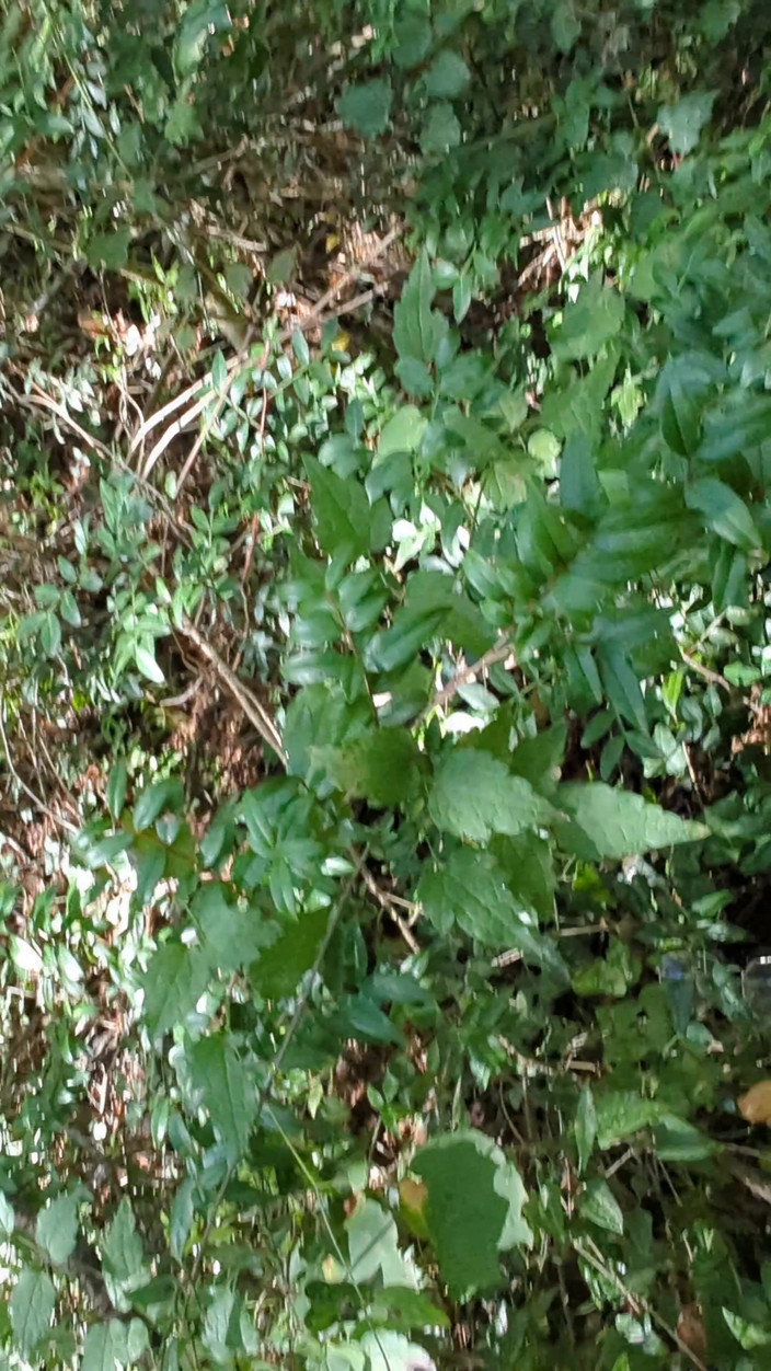 Azur Sun Sea: Amateur Couple Improvises a Sudden Fuck in the Woods