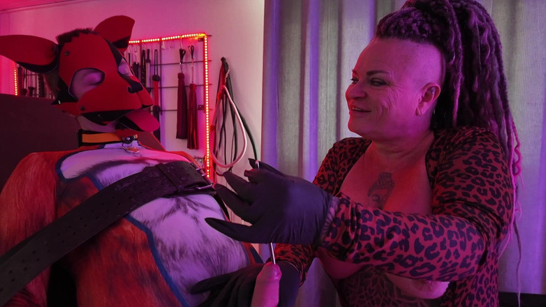 Domina Dark: Curvă Shakkis Fox pula