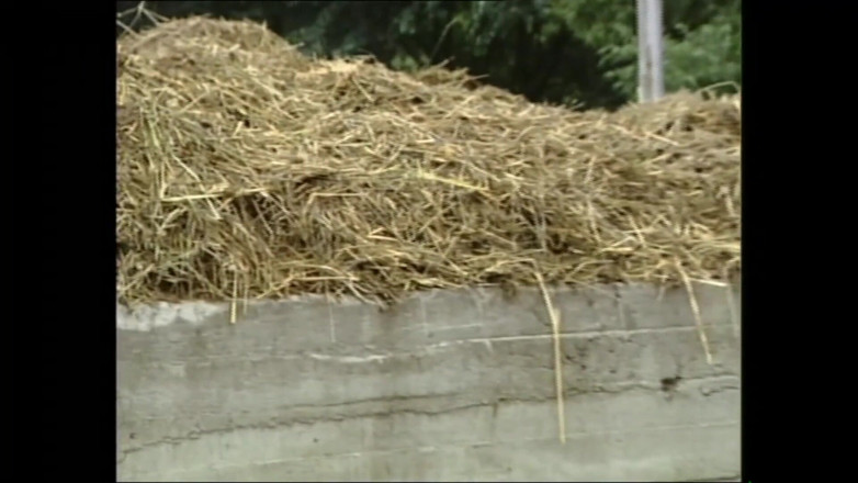PURZEL TV - our best full movie: Gila untuk Ayam
