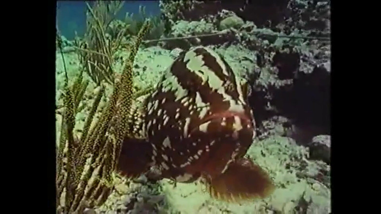 Bisco Birchwood Productions: Italská klasika!