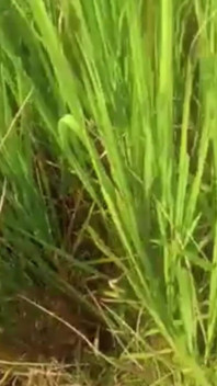 Green garden volles sexvideo hasinabegum1234