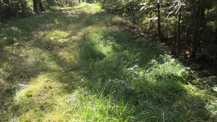 Bouncy Tits Action: Biciuire în pădure