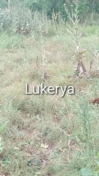 Lukerya 20.07.15