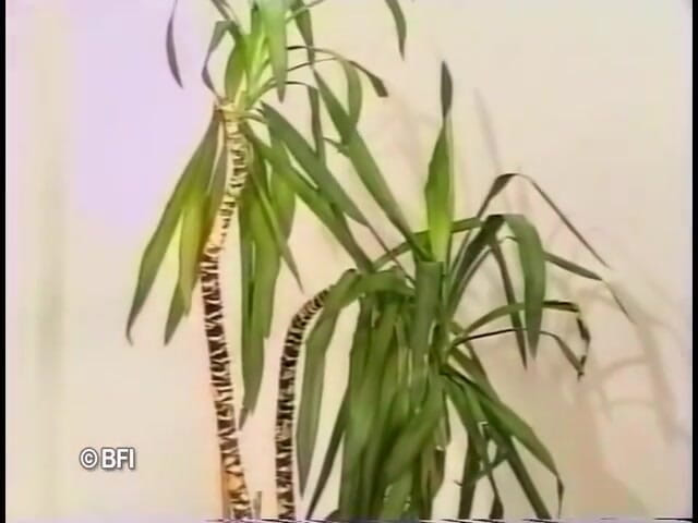 Bizzar hardcore party: Lesbianas extremas - DVD