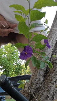 Watch Me Jerking off Outdoors While Hiding Behind a Tree