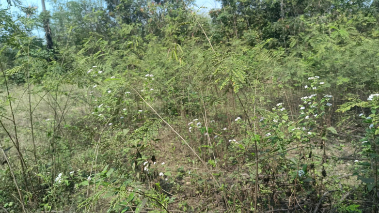 Apple baby: Studentă cu romantism fierbinte în aer liber