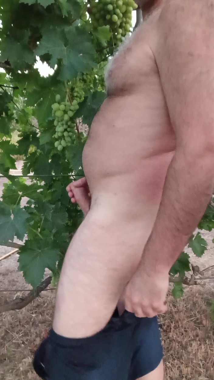 Bob Vajra: Vineyard 2