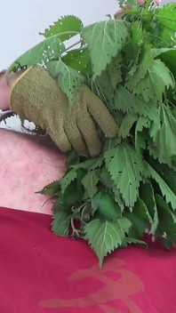 Nettles werken een onderdanige kut in en uit