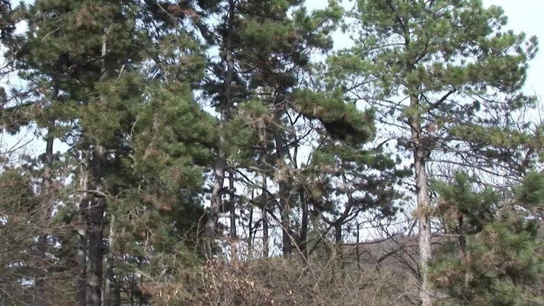 Videos Francaises: Perfeita loira gata da França ao ar livre anal martelada