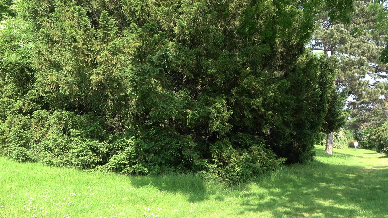 German Amateur Desire - ORRANGE MEDIA: 私をあなたの汚い小さな秘密にしてください