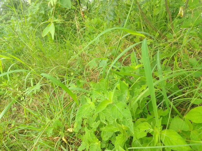 Gangbang straight: Aus somalia nippelmassage