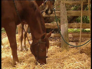 Forte porno TV xxx - (Just the best full movies): Smlouva hanby