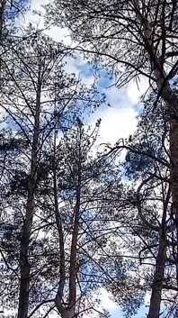 Risicovolle vrouw plassen en masturberen in het bos