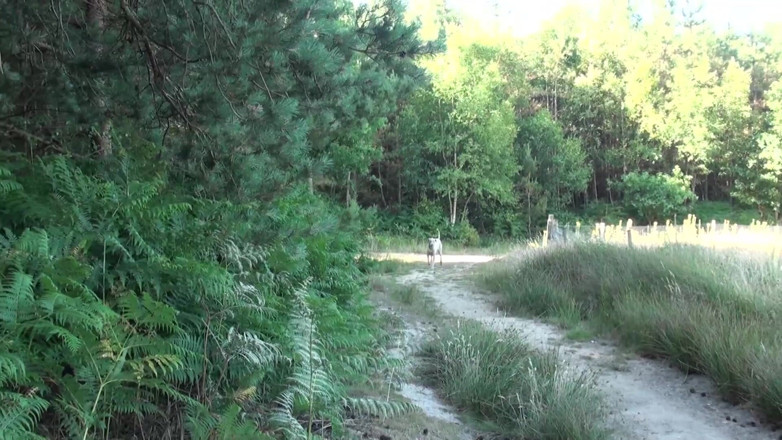 Dirty Doctors Clips: A walk in the forest